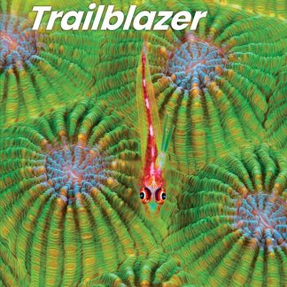 TRAILBLAZER 4 SB ( + SPARK)