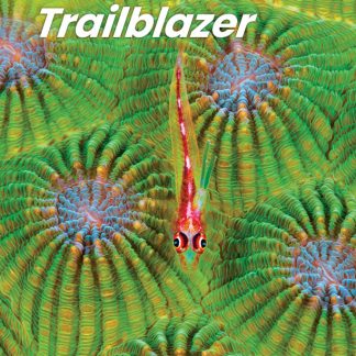 TRAILBLAZER 4 ( + SPARK) COMBO SPLIT A