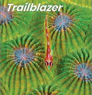 TRAILBLAZER 4 BUNDLE (SB + SPARK + WB)